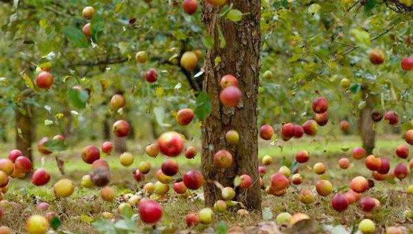 Pluk dat laaghangend fruit - Uitgelichte afbeelding